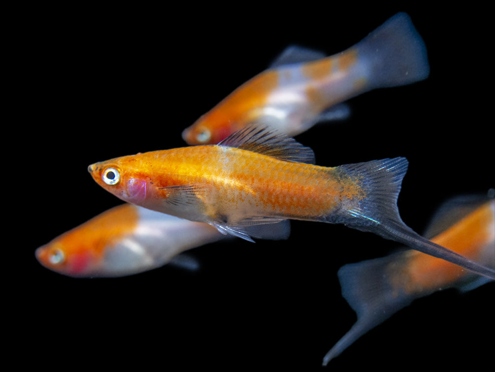 Black Tail Koi Kohaku Swordtail (Xiphophorus helleri), Tank-Bred