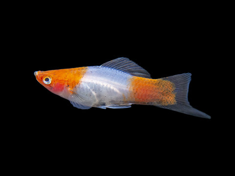 Red Mosaic Dumbo Guppy (Poecilia reticulata), Males and Females, Tank-Bred
