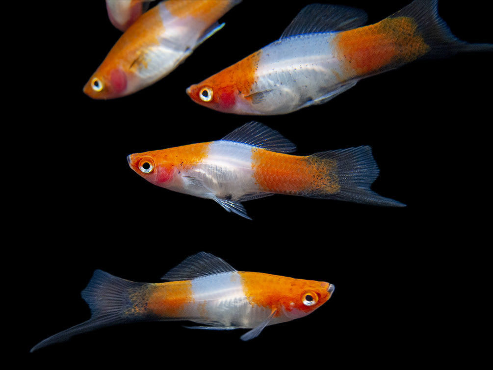 Black Tail Koi Kohaku Swordtail (Xiphophorus helleri), Tank-Bred