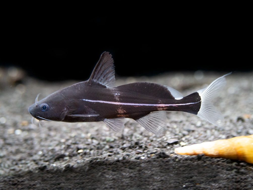 Black Lancer Catfish (Bagrichthys macracanthus) - Aquatic Arts