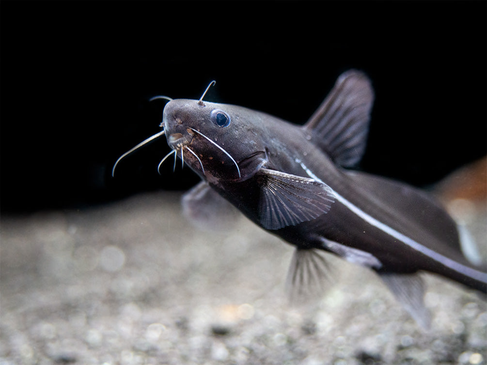 Black Lancer Catfish (Bagrichthys macracanthus)