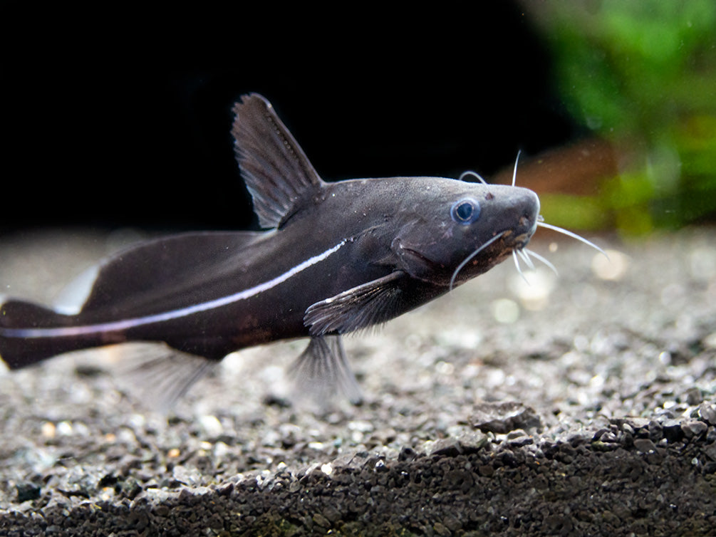 Black Lancer Catfish (Bagrichthys macracanthus)