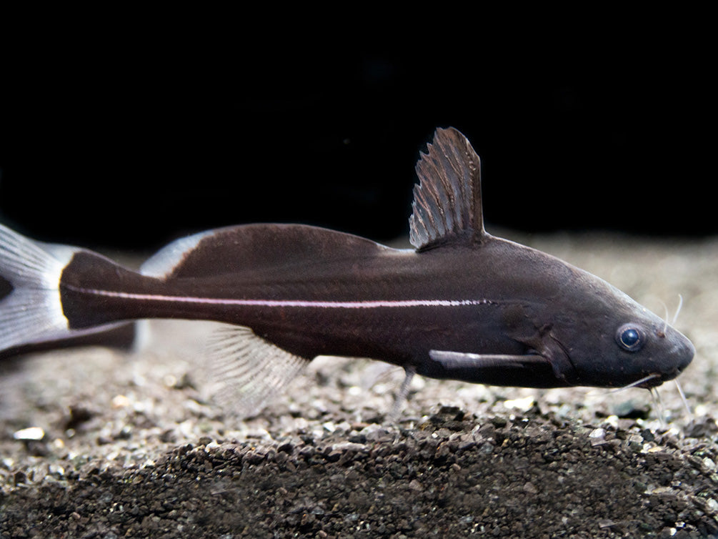 Black Lancer Catfish (Bagrichthys macracanthus) - Aquatic Arts