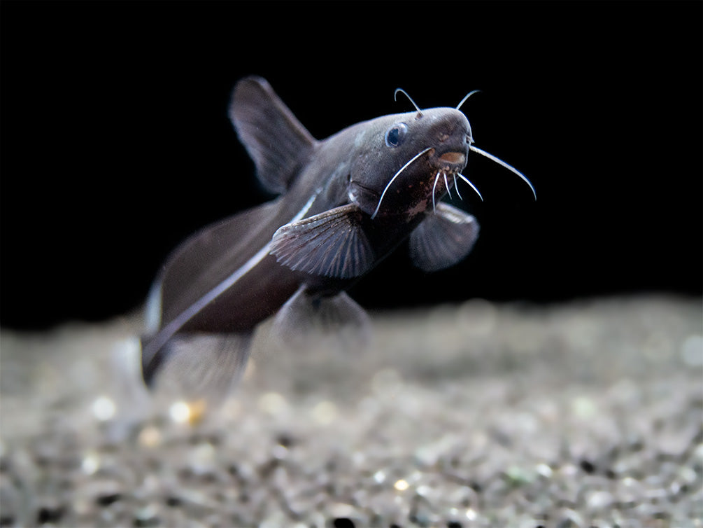 Black Lancer Catfish (Bagrichthys macracanthus)