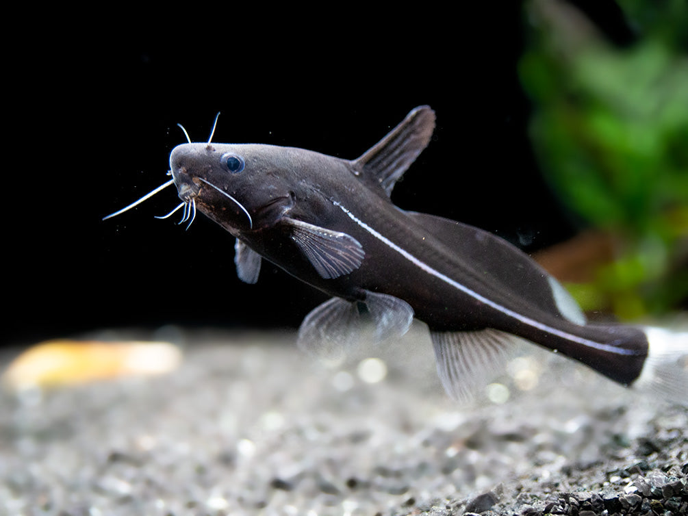 Black Lancer Catfish (Bagrichthys macracanthus)