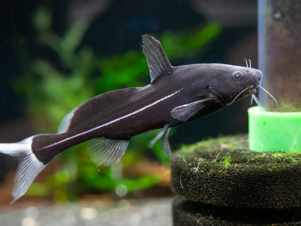 Black Lancer Catfish (Bagrichthys macracanthus)