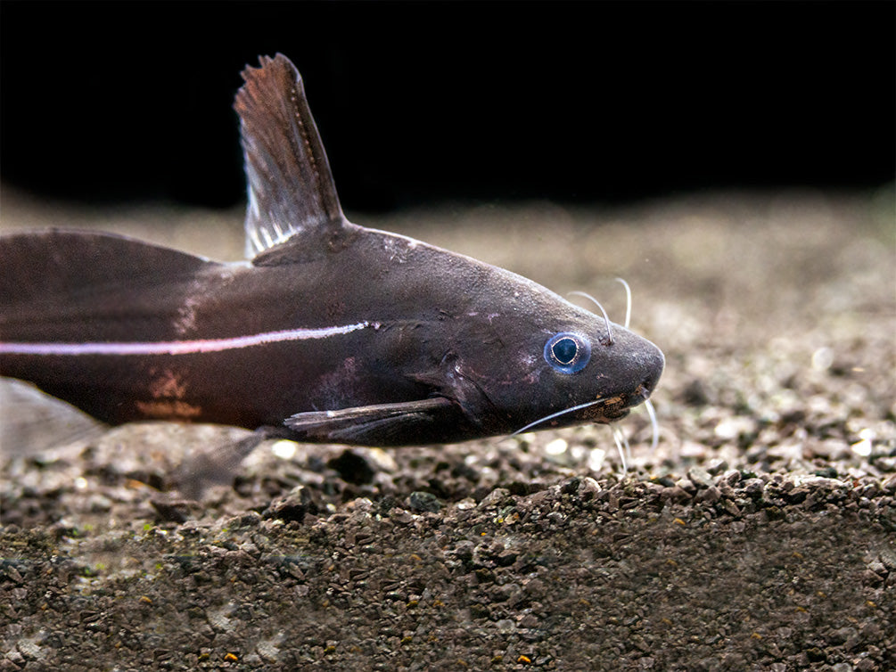 Black Lancer Catfish (Bagrichthys macracanthus)