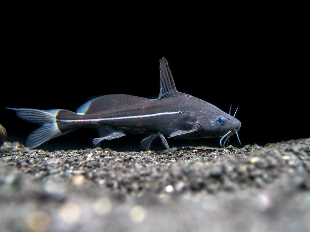 Black Lancer Catfish (Bagrichthys macracanthus) - Aquatic Arts