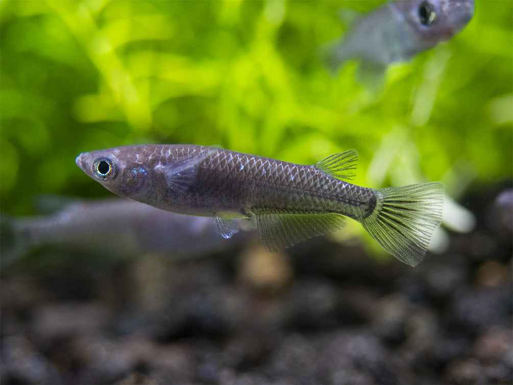 Black Medaka Ricefish aka Japanese Ricefish/Killifish (Oryzias latipes "Black Medaka"), Tank-Bred