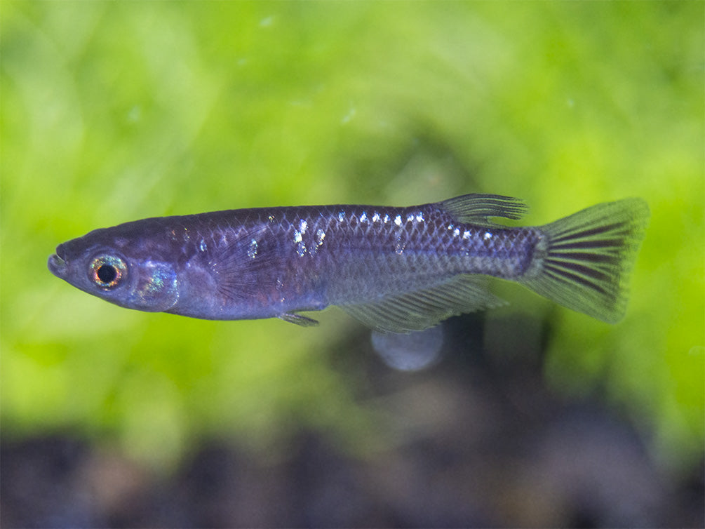 Black Medaka Ricefish aka Japanese Ricefish/Killifish (Oryzias latipes "Black Medaka"), Tank-Bred