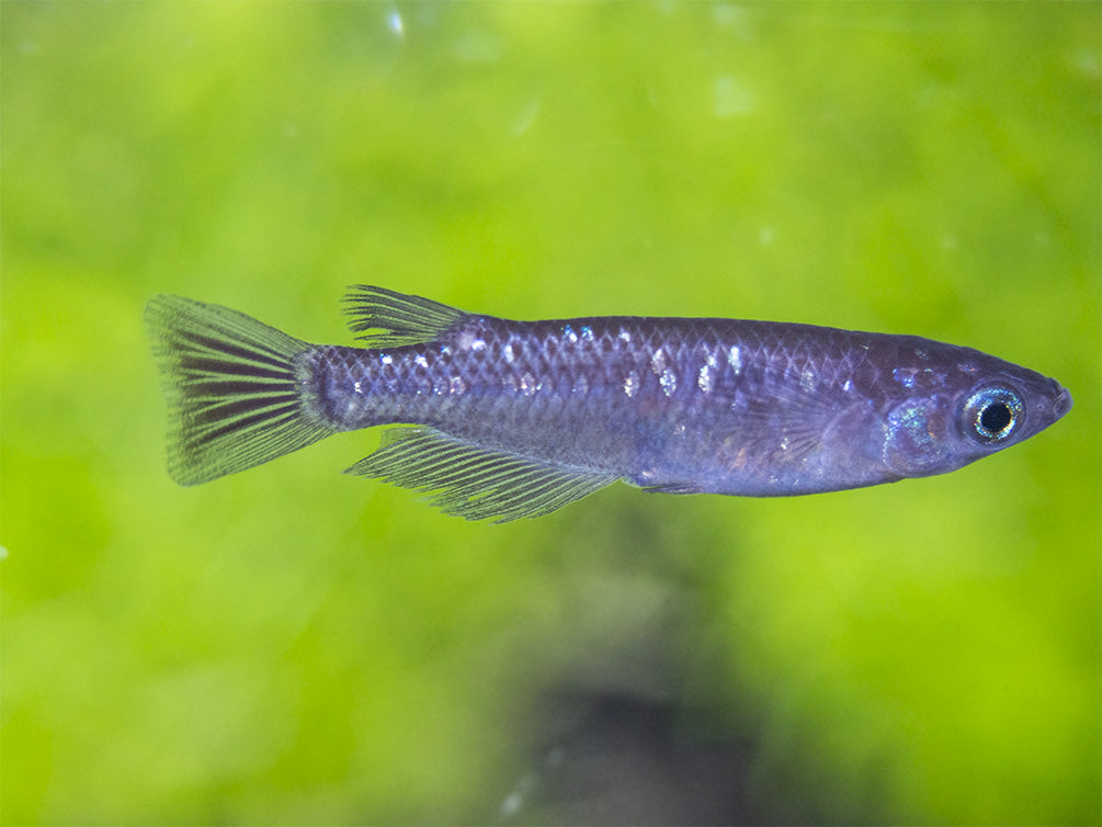 Black Medaka Ricefish aka Japanese Ricefish/Killifish (Oryzias latipes "Black Medaka"), Tank-Bred