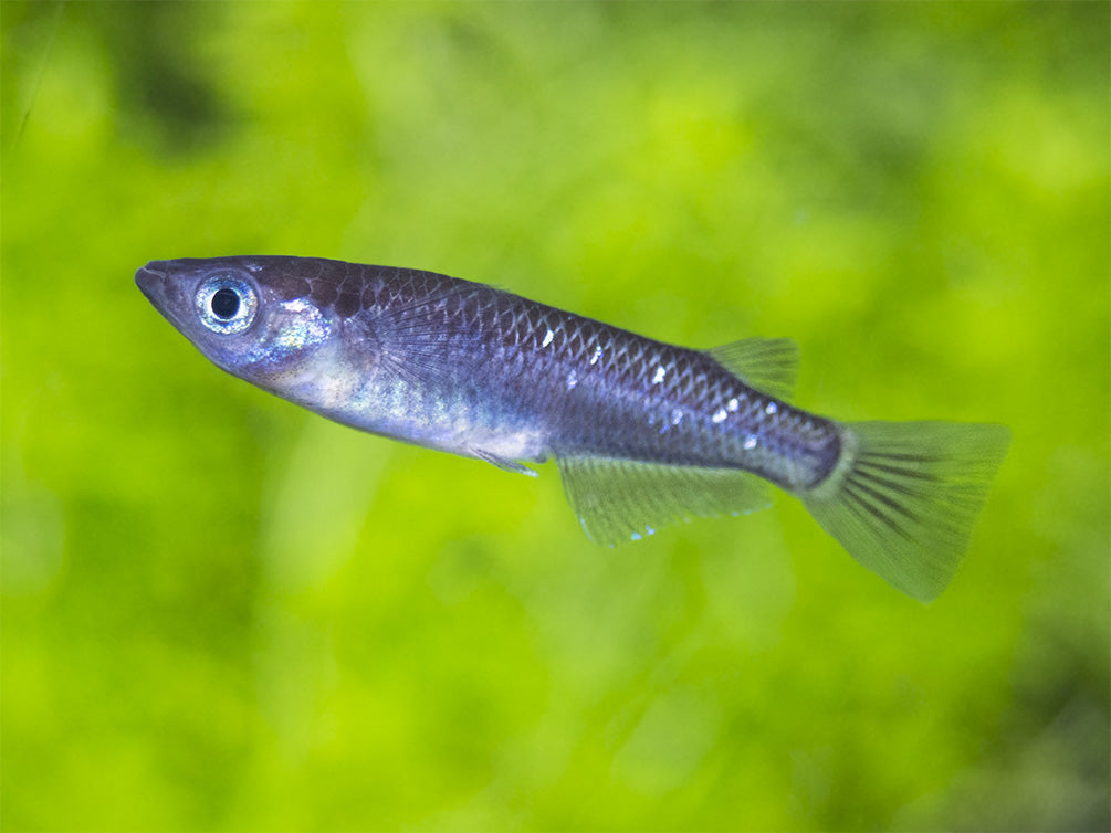 Black Medaka Ricefish aka Japanese Ricefish/Killifish (Oryzias latipes "Black Medaka"), Tank-Bred