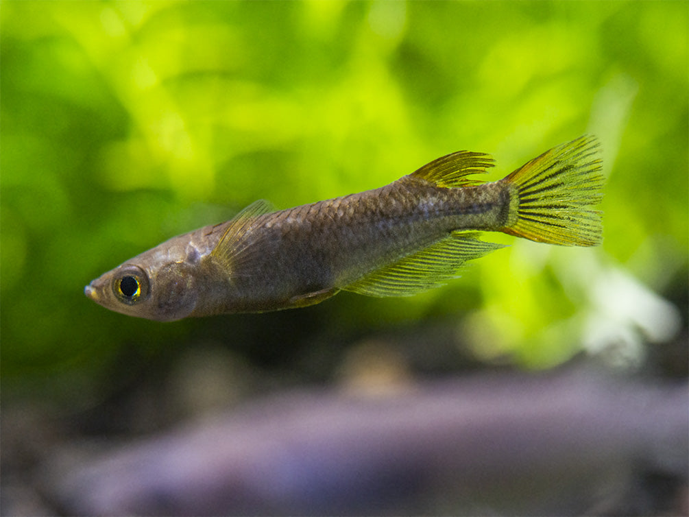 Black Medaka Ricefish aka Japanese Ricefish/Killifish (Oryzias latipes "Black Medaka"), Tank-Bred