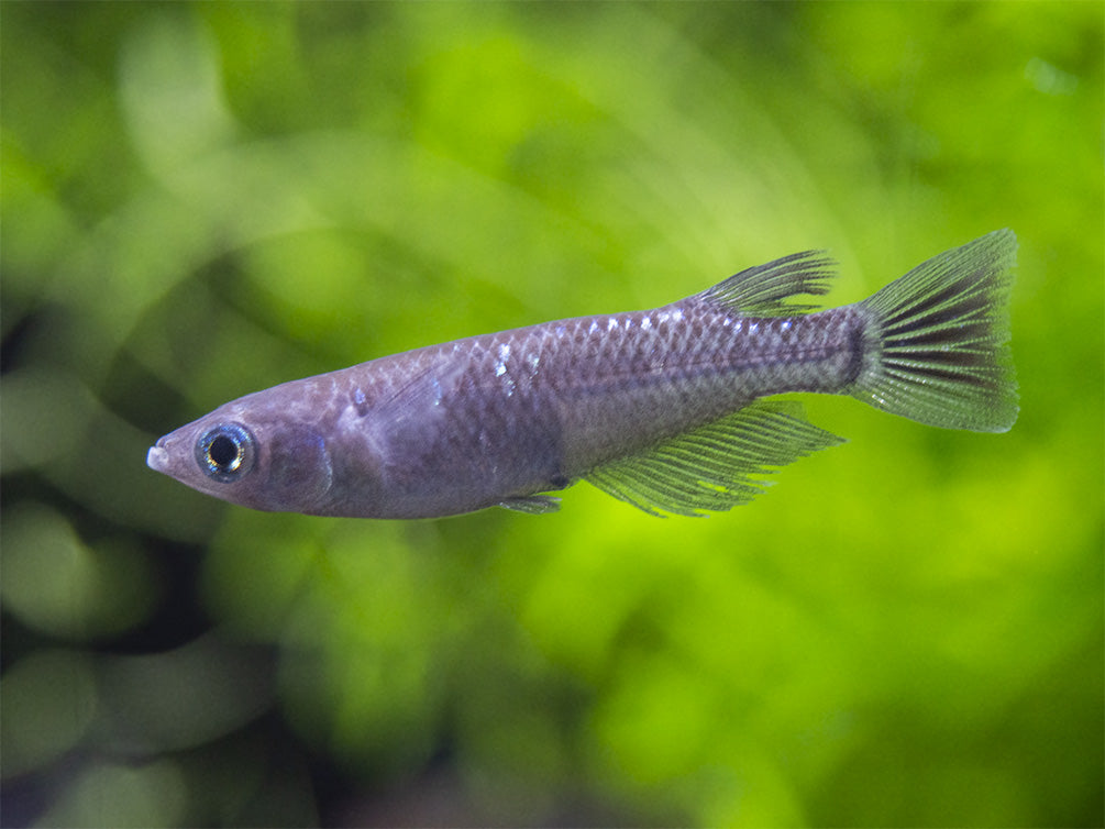 Black Medaka Ricefish aka Japanese Ricefish/Killifish (Oryzias latipes "Black Medaka"), Tank-Bred