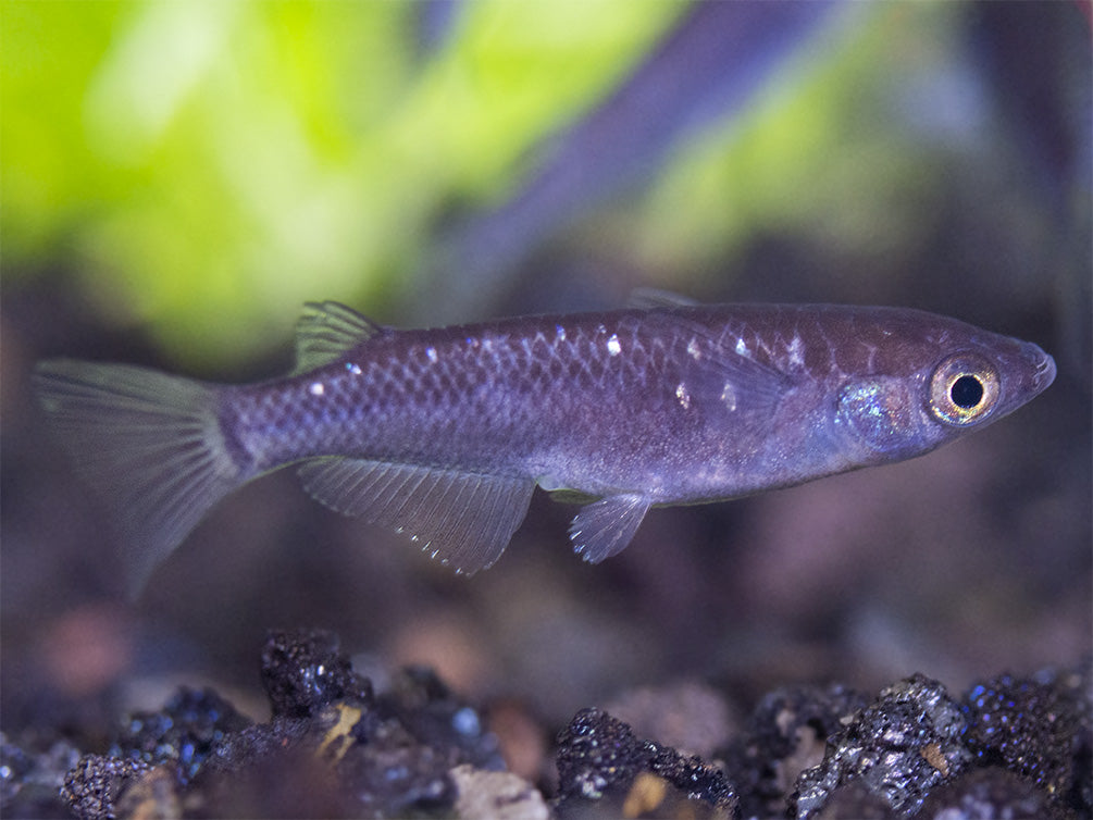 Black Medaka Ricefish aka Japanese Ricefish/Killifish (Oryzias latipes "Black Medaka"), Tank-Bred