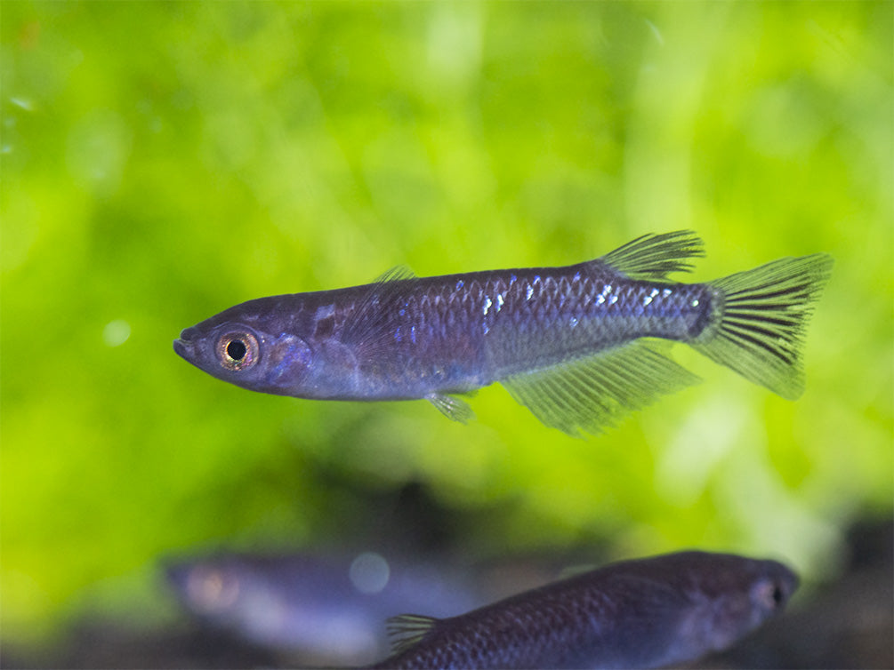 Black Medaka Ricefish aka Japanese Ricefish/Killifish (Oryzias latipes "Black Medaka"), Tank-Bred