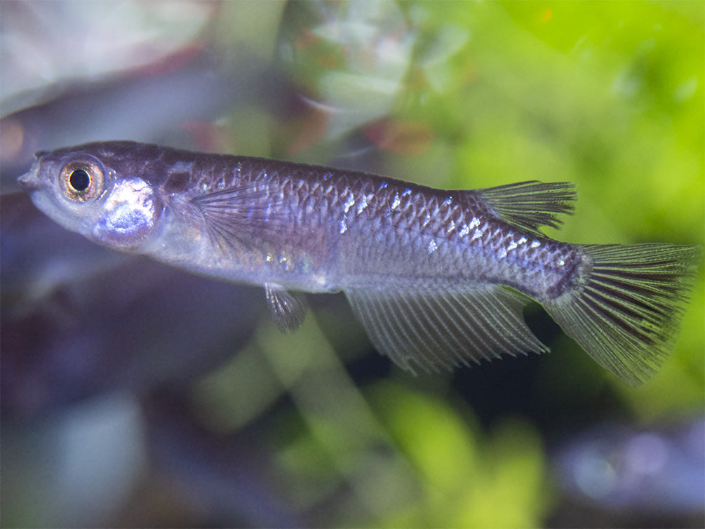 Black Medaka Ricefish aka Japanese Ricefish/Killifish (Oryzias latipes "Black Medaka"), Tank-Bred