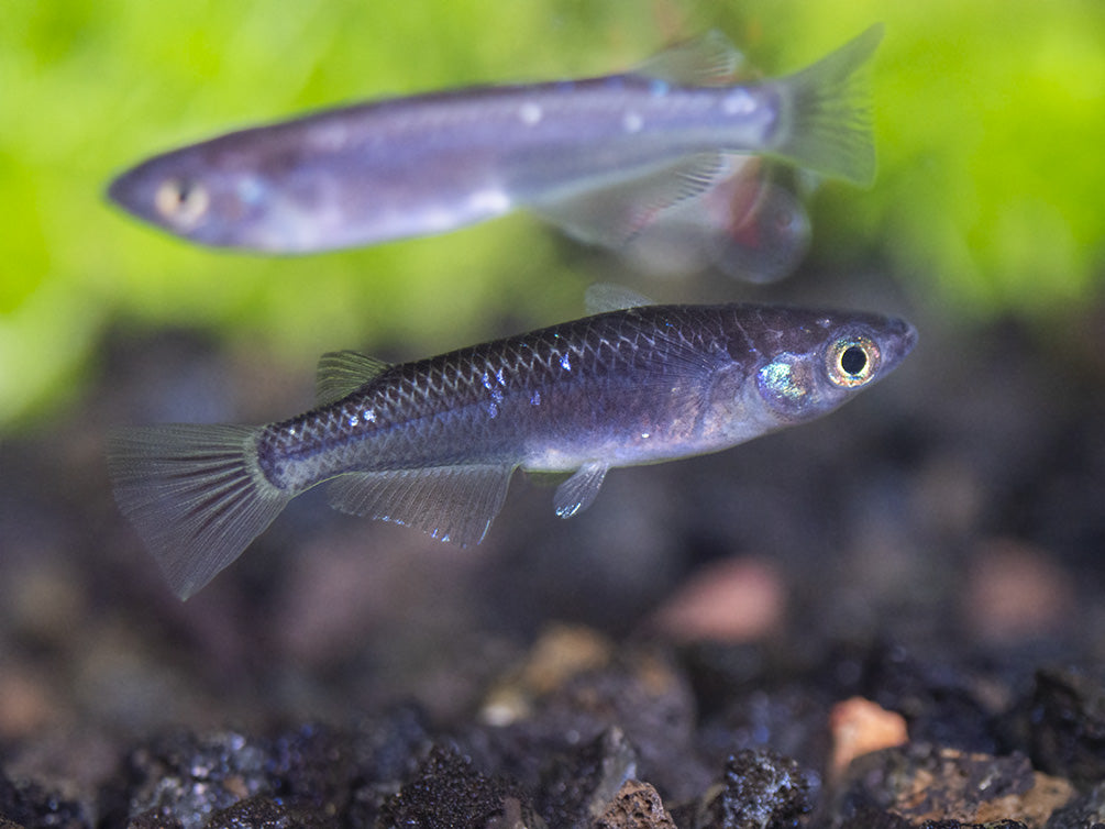 Black Medaka Ricefish aka Japanese Ricefish/Killifish (Oryzias latipes "Black Medaka"), Tank-Bred