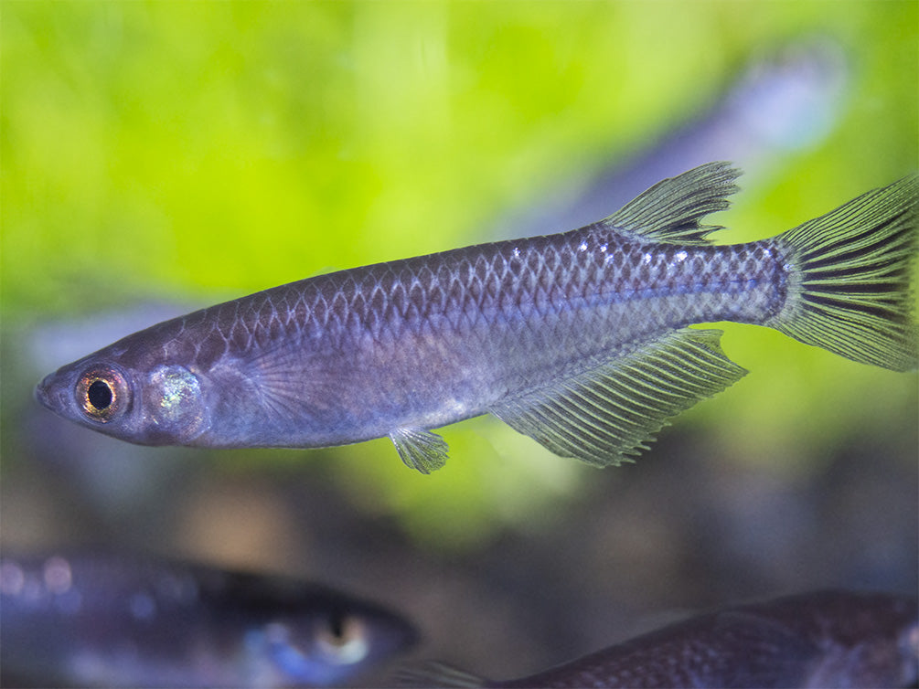 Black Medaka Ricefish aka Japanese Ricefish/Killifish (Oryzias latipes "Black Medaka"), Tank-Bred