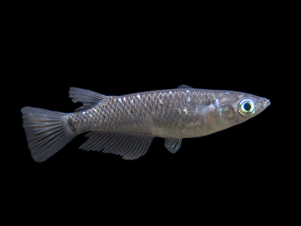 Black Medaka Ricefish aka Japanese Ricefish/Killifish (Oryzias latipes "Black Medaka"), Tank-Bred