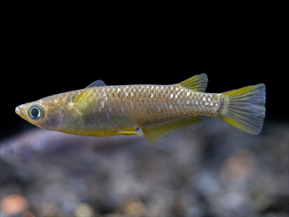 Black Medaka Ricefish aka Japanese Ricefish/Killifish (Oryzias latipes "Black Medaka"), Tank-Bred