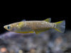 Black Medaka Ricefish aka Japanese Ricefish/Killifish (Oryzias latipes 
