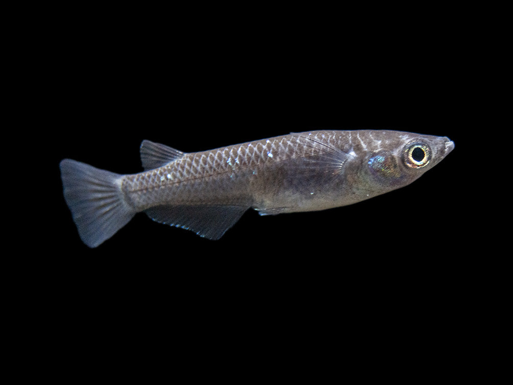 Black Medaka Ricefish aka Japanese Ricefish/Killifish (Oryzias latipes "Black Medaka"), Tank-Bred