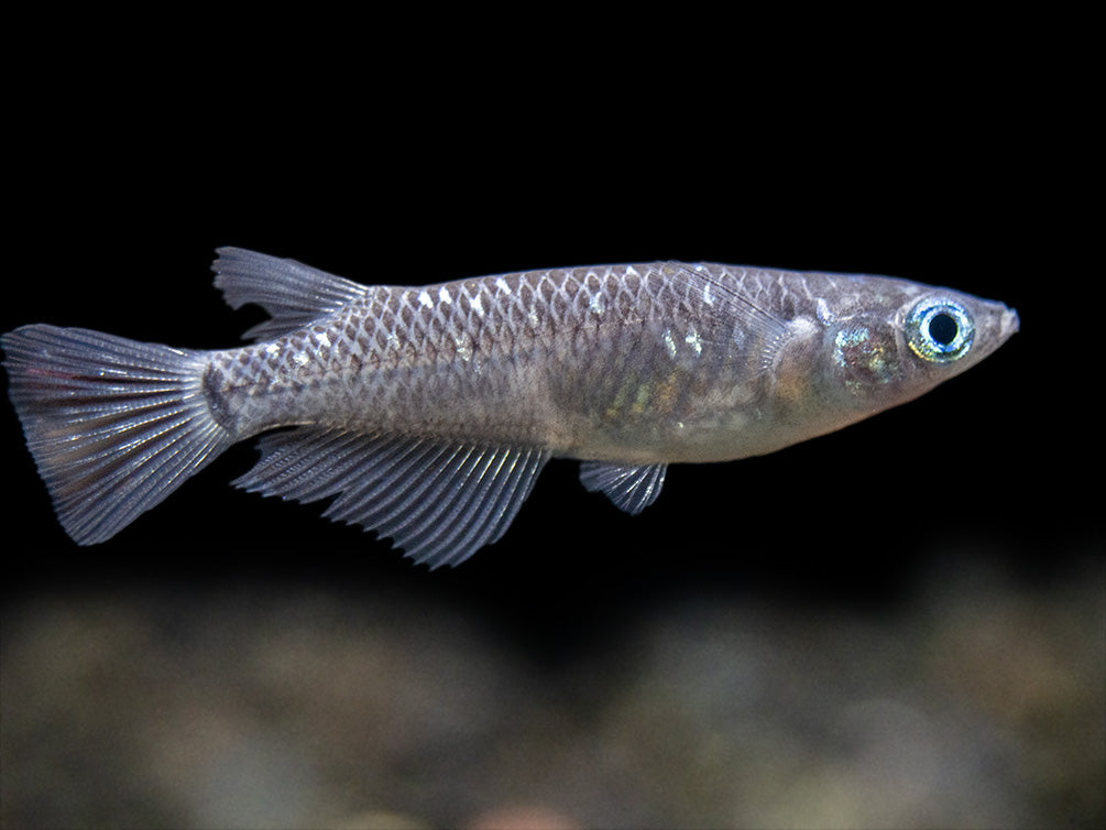 Black Medaka Ricefish aka Japanese Ricefish/Killifish (Oryzias latipes "Black Medaka"), Tank-Bred