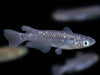 Black Medaka Ricefish aka Japanese Ricefish/Killifish (Oryzias latipes 