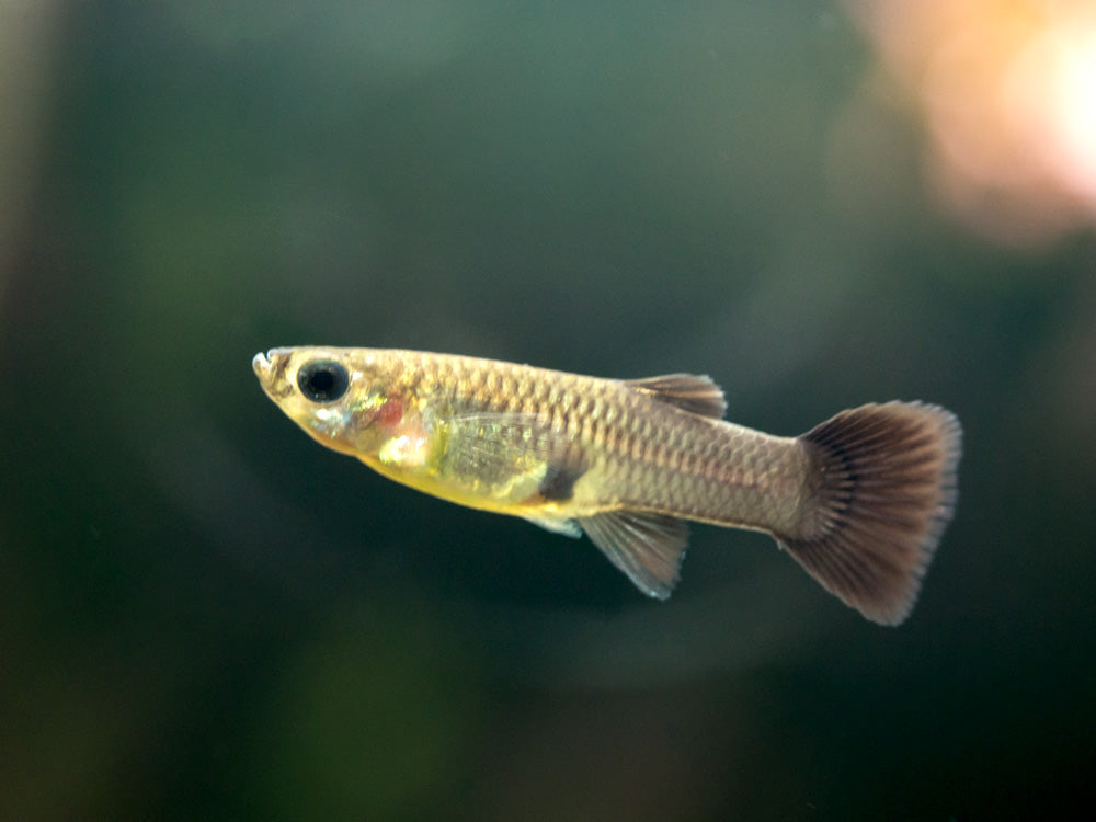 Black Moscow Guppy (Poecilia reticulata var. “Black Moscow”), Tank-Bred!