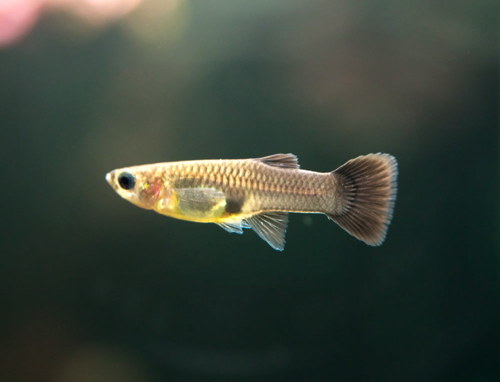 Black Moscow Guppy (Poecilia reticulata var. “Black Moscow”), Tank-Bred!