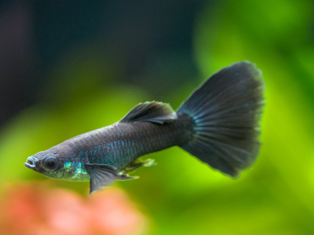 Black Moscow Guppy (Poecilia reticulata var. “Black Moscow”), Tank-Bred!