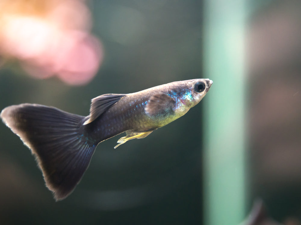 Black Moscow Guppy (Poecilia reticulata var. “Black Moscow”), Tank-Bred!