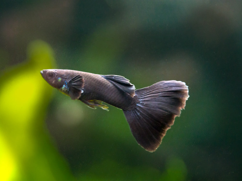 Black Moscow Guppy (Poecilia reticulata var. “Black Moscow”), Tank-Bred!