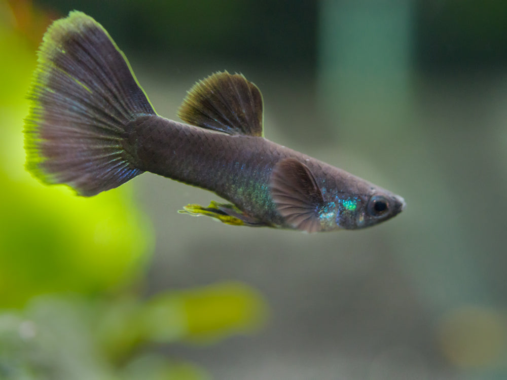 Black Moscow Guppy (Poecilia reticulata var. “Black Moscow”), Tank-Bred!