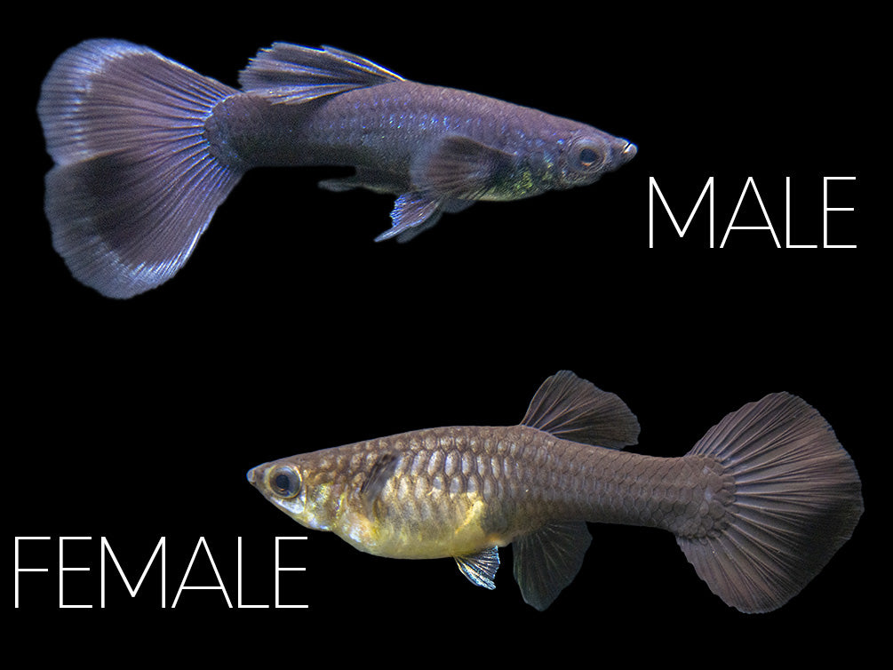 Black Moscow Guppy (Poecilia reticulata var. “Black Moscow”), Males and Females, Aquatic Arts Bred!