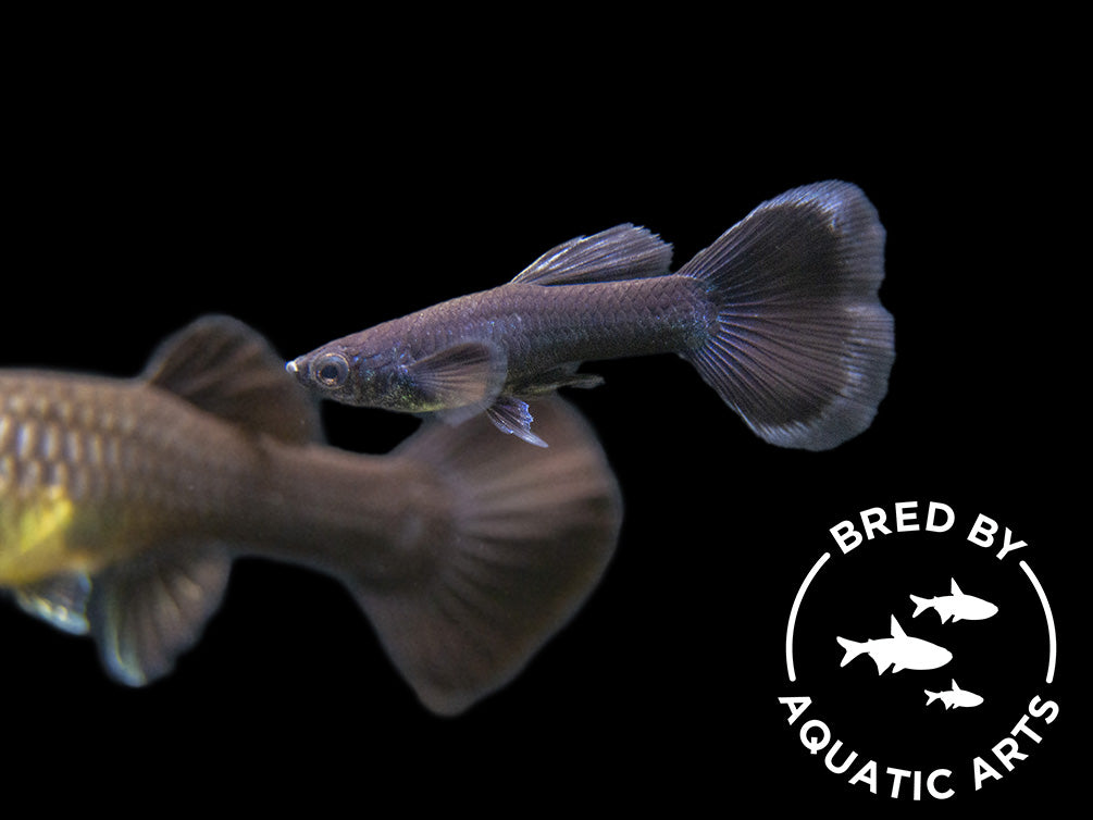 Black Moscow Guppy (Poecilia reticulata var. “Black Moscow”), Males and Females, Aquatic Arts Bred!