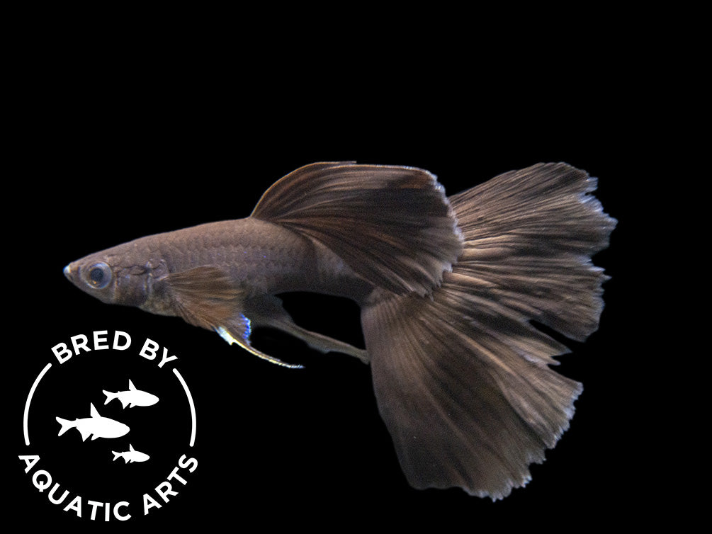 Black Moscow Guppy (Poecilia reticulata var. “Black Moscow”), Males and Females, Aquatic Arts Bred!