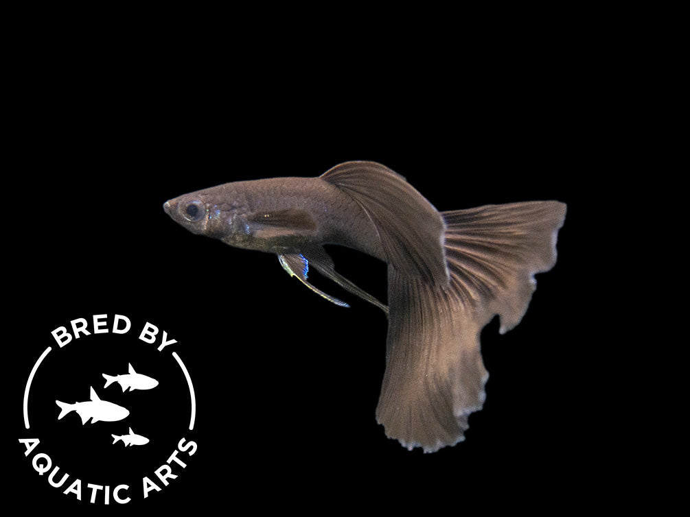 Black Moscow Guppy (Poecilia reticulata var. “Black Moscow”), Males and Females, Aquatic Arts Bred!