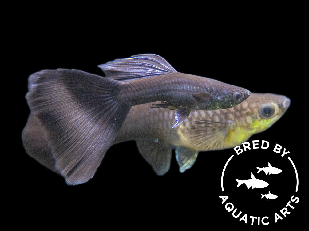 Black Moscow Guppy (Poecilia reticulata var. “Black Moscow”), Males and Females, Aquatic Arts Bred!