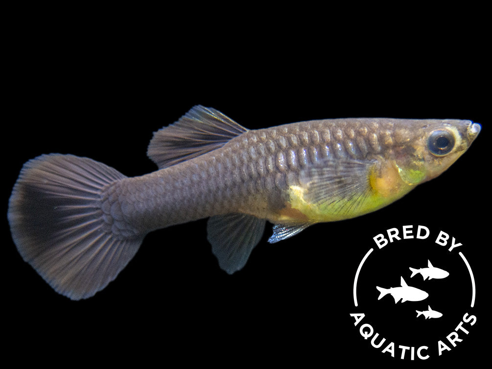 Black Moscow Guppy (Poecilia reticulata var. “Black Moscow”), Males and Females, Aquatic Arts Bred!