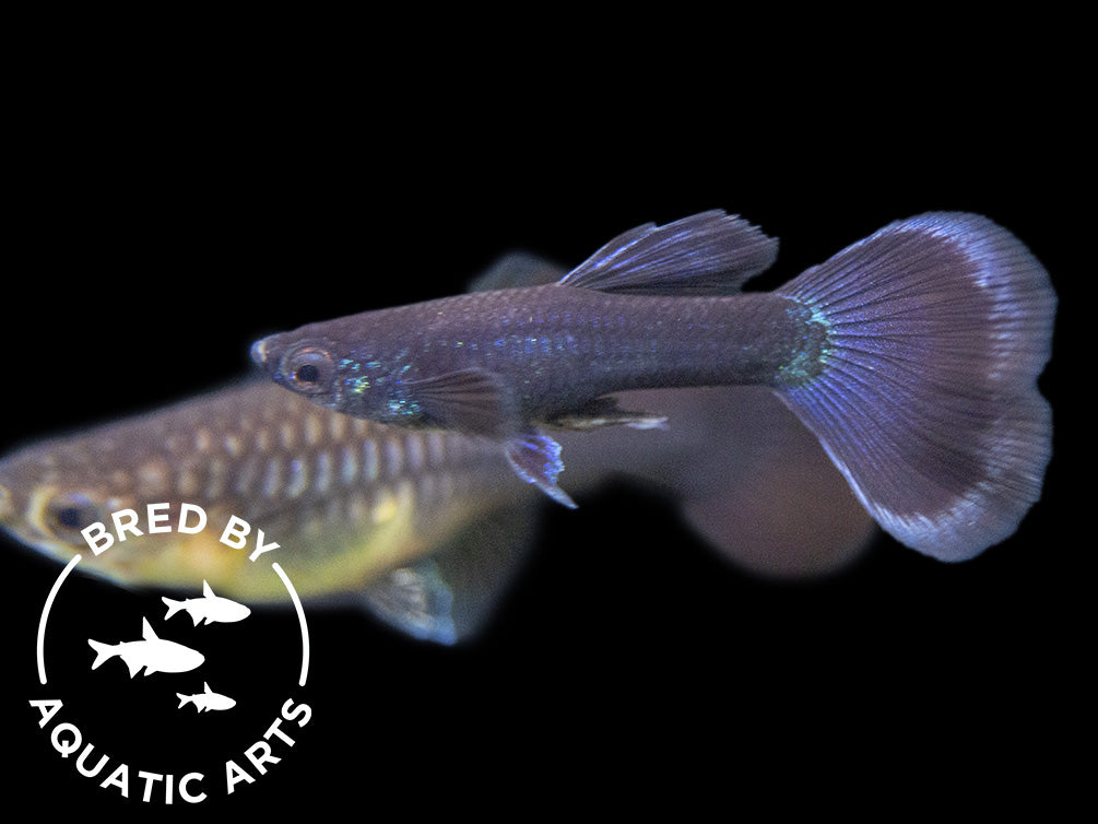 Black Moscow Guppy (Poecilia reticulata var. “Black Moscow”), Males and Females, Aquatic Arts Bred!