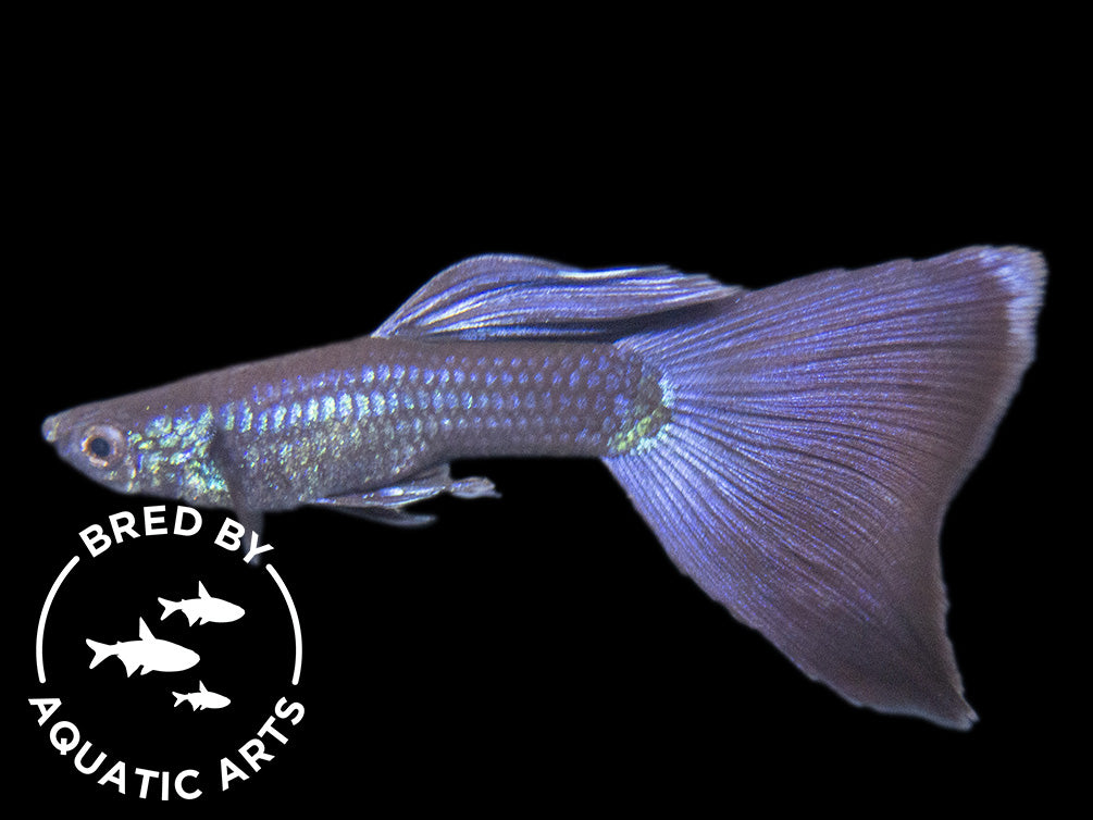 Black Moscow Guppy (Poecilia reticulata var. “Black Moscow”), Males and Females, Aquatic Arts Bred!