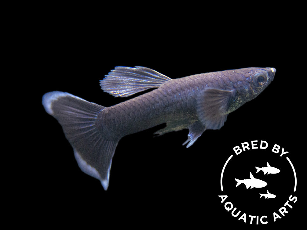 Black Moscow Guppy (Poecilia reticulata var. “Black Moscow”), Males and Females, Aquatic Arts Bred!