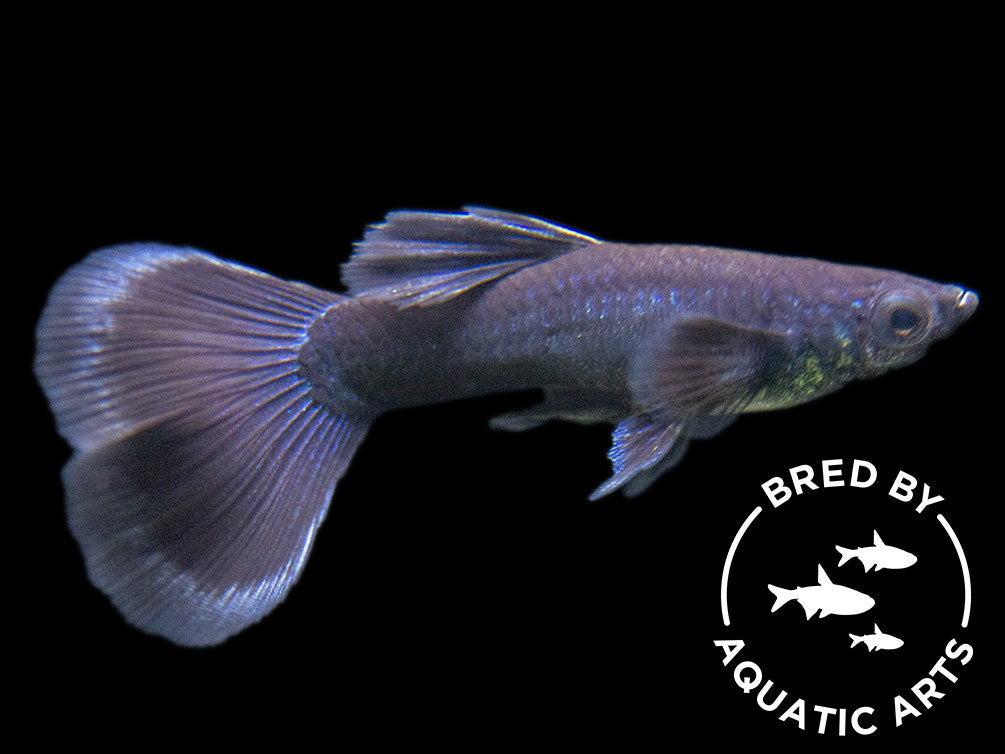 Black Moscow Guppy (Poecilia reticulata var. “Black Moscow”), Males and Females, Aquatic Arts Bred!