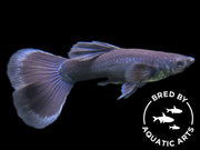 Black Moscow Guppy (Poecilia reticulata var. “Black Moscow”), Males and Females, Aquatic Arts Bred!