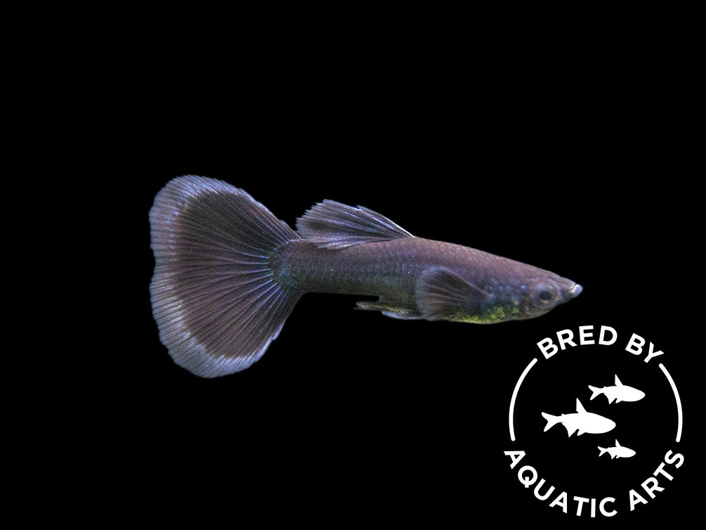 Black Moscow Guppy (Poecilia reticulata var. “Black Moscow”), Males and Females, Aquatic Arts Bred!