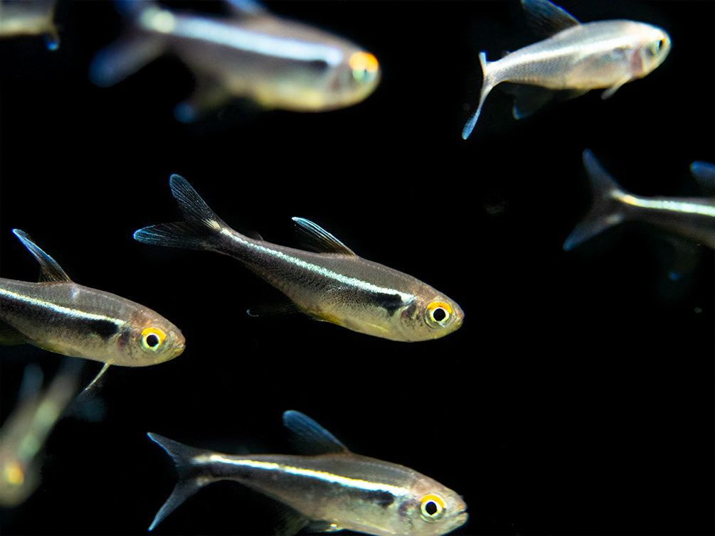 Black Neon Tetra (Hyphessobrycon herbertaxelrodi) - Tank-Bred!