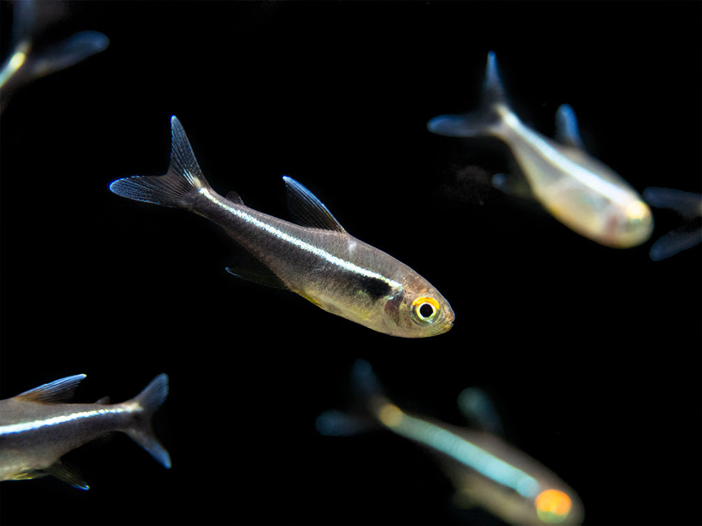 Black Neon Tetra (Hyphessobrycon herbertaxelrodi) - Tank-Bred!