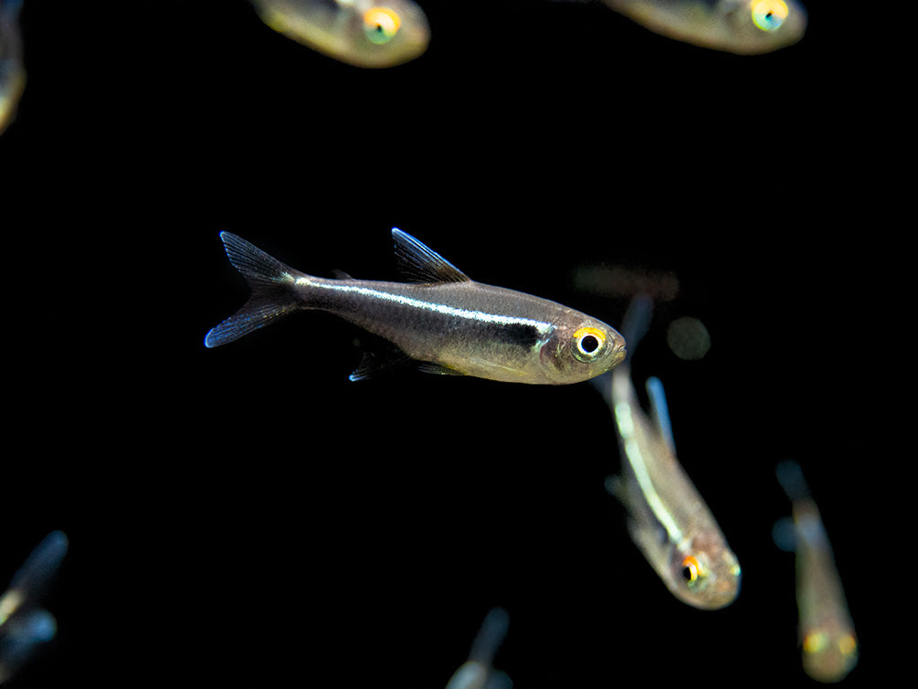 Black Neon Tetra (Hyphessobrycon herbertaxelrodi) - Tank-Bred!